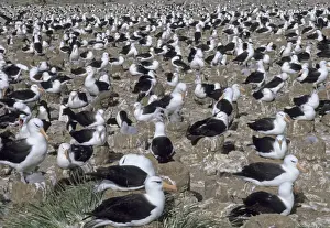 Albatross Prints: Black-browed Albatross colony on Steeple Jason Island Falklands January
