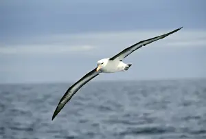 Albatross Prints: Black-browed Albatross Southern Ocean off Antarctica
