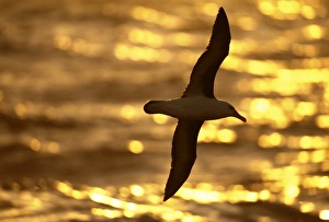 Black-browed Albatross, Thalassarche melanophrys, adult, Southern Ocean, Antarctica