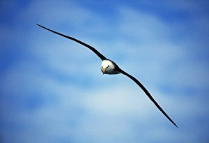Black-browed Albatross, Thalassarche melanophrys, adult, Southern Ocean, Antarctica