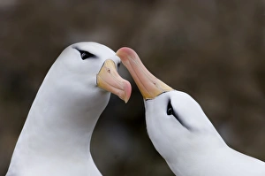 Black-browed Albatross Thalassarche melanophrys pair in courtship display New Island