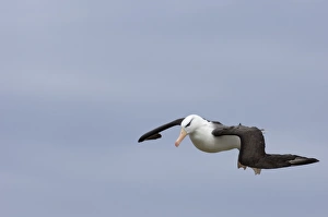 Black-browed Albatross Thalassarche melanophrys Steeple Jason Island Falklands November