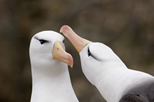 Black-browed Albatross Thalassarche melanophrys pair in courtship display New Island