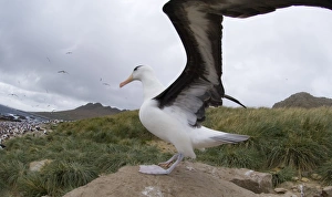 Black-browed Albatross Thalassarche melanophrys Steeple jason Island Falklands (second