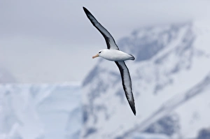 Black-browed Albatross Thalassarche melanophrys Southern Ocean nr South Georgia November