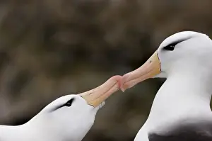 Black-browed Albatross Thalassarche melanophrys pair in courtship display New Island