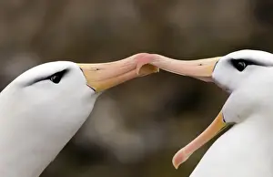 Black-browed Albatross Thalassarche melanophrys pair in courtship display New Island