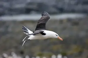 Black-browed Albatross Thalassarche melanophrys Steeple Jason Island Falklands November