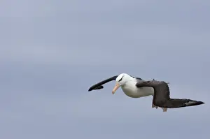 Black-browed Albatross Thalassarche melanophrys Steeple Jason Island Falklands November