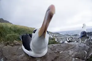 Black-browed Albatross Thalassarche melanophrys Steeple jason Island Falklands (second