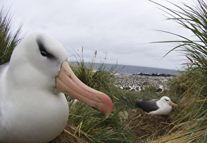 Black-browed Albatross Thalassarche melanophryson nest Steeple Jason Island Falklands Black-browed Albatross Thalassarche melanophryson nest Steeple Jason Island Falklands