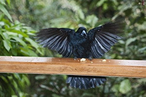 Black Butcherbird Cracticus quoys taking cheese from verandah at Cassowary House Black Butcherbird Cracticus quoys taking cheese from verandah at Cassowary House