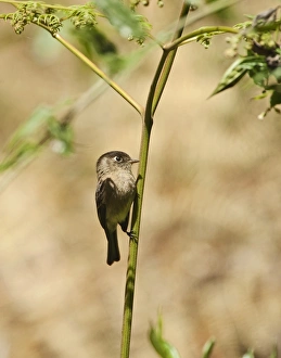 Black-capped Flycatcher Empidonax atriceps Savegre Costa Rica Black-capped Flycatcher Empidonax atriceps Savegre Costa Rica