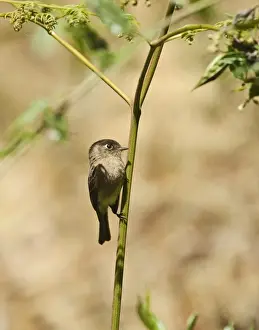 : Black-capped Flycatcher Empidonax atriceps Savegre Costa Rica