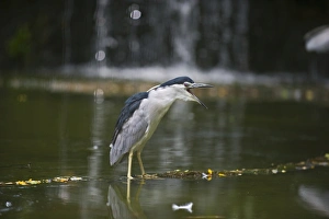Black-crowned Night Heron (Nycticorax nycticorax) Singapore