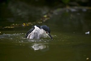Black-crowned Night Heron (Nycticorax nycticorax) Singapore