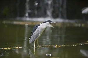 Black-crowned Night Heron (Nycticorax nycticorax) Singapore
