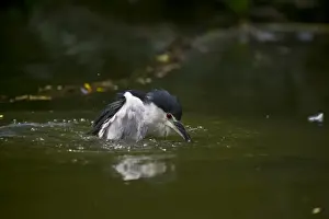 Black-crowned Night Heron (Nycticorax nycticorax) Singapore