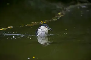 Black-crowned Night Heron (Nycticorax nycticorax) Singapore