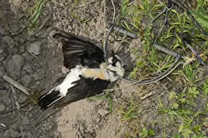 European Prints: Black-eared Wheatear (male) in spring (clap) trap illegally trapped on island of