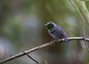 Neotropical Prints: Black-faced Antbird male Myrmoborus myotherinus Peruvian Amazon