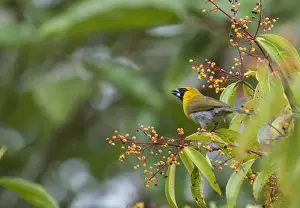 Central America Prints: Black-faced Grosbeak Caryothraustes palogaster La Selva Costa Rica