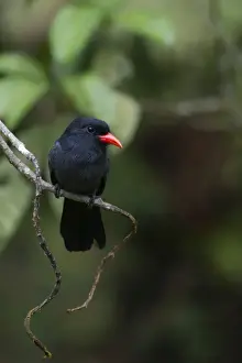 Black-fronted Nunbird Monasa nigifrons Iquitos Amazon Peru