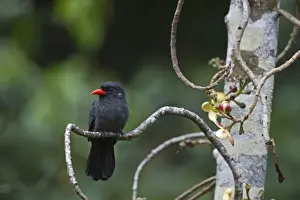 Black-fronted Nunbird Monasa nigifrons Iquitos Amazon Peru