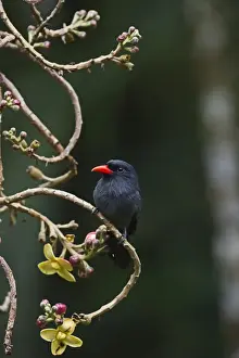 : Black-fronted Nunbird Monasa nigifrons Iquitos Amazon Peru