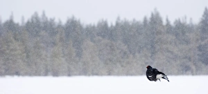 Grouse Prints: Black Grouse