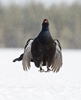 Aggression Prints: Black Grouse at lek Finland April
