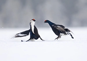 Black Grouse at lek Finland April