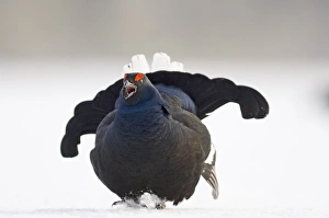 Black Grouse on lek Finland April