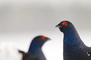 Black Grouse on lek Finland April