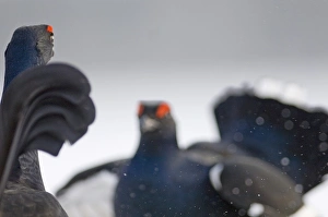 Black Grouse on lek Finland April
