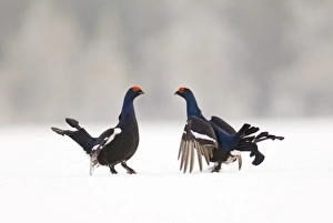 Black Grouse on lek Finland April