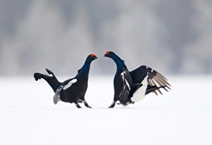 Black Grouse at lek Finland April