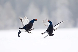 Black Grouse on lek Finland April