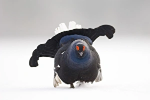 Black Grouse at lek Finland April