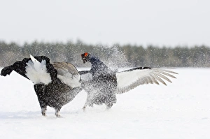 Black Grouse at lek Finland April