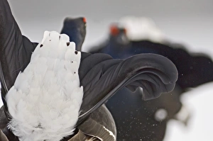 Black Grouse at lek Finland April