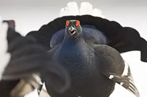 Black Grouse Tetrao tetrix fighting on lek in snow March