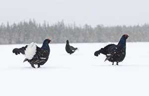 Black Grouse Tetrao tetrix lekking in snow March