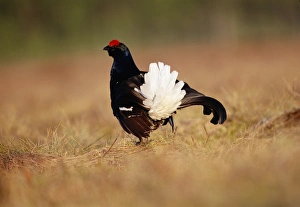 Black Grouse Tetrao tetrix male displaying at lek Scotland spring