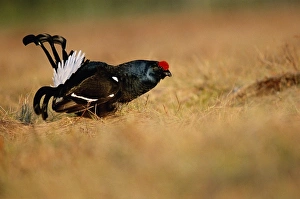 Black Grouse Tetrao tetrix male displaying at lek Scotland, spring Black Grouse Tetrao tetrix male displaying at lek Scotland, spring