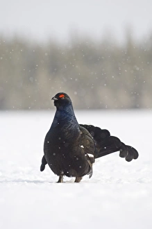 Black Grouse Tetrao tetrix male displaying at lek Finland April