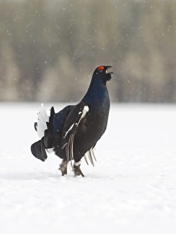 Black Grouse Tetrao tetrix male displaying at lek Finland April