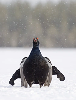 Black Grouse Tetrao tetrix male displaying at lek Finland April