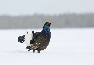 Black Grouse Tetrao tetrix male displaying at lek Finland April