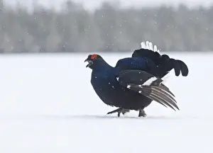 Black Grouse Tetrao tetrix male displaying at lek Finland April